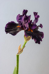 Flower iris on the white background