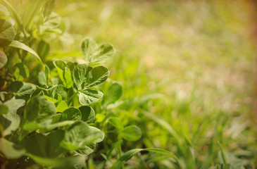 Bright juicy fresh wild herbs on a sunny spring meadow. Natural card and background for the holiday of Pentecost and Midsummer
