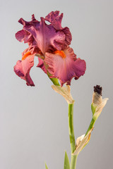 Flower iris on the white background