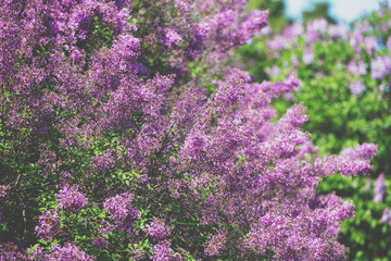 Obraz premium Purple lilac bush (Syringa) in the garden. Spring floral background