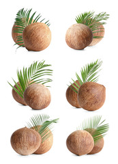 Set of whole brown coconuts isolated on white