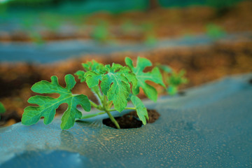 indian modern watermelon farming techniques