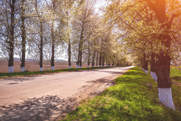 Naklejka premium Wiejska droga w słoneczny dzień wiosny