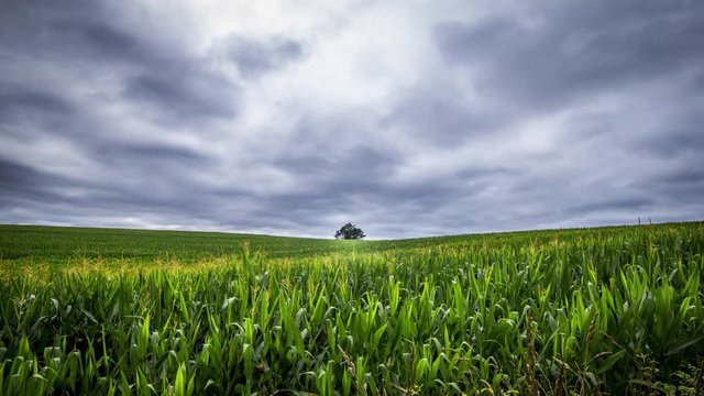 Timelapse of dramatic stormy clouds rolling quicky over a corn field and a lonely tree