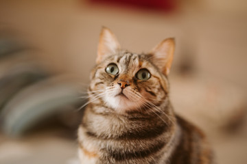 Beautiful tabby cat portrait. Domestic cat posing. 