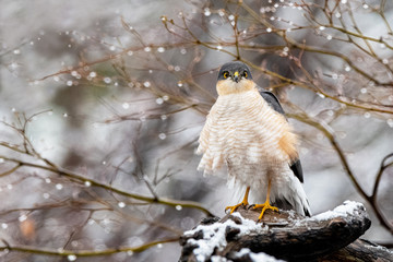 春のハイタカ