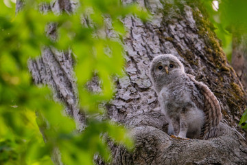 エゾフクロウの幼鳥