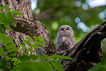 エゾフクロウの幼鳥