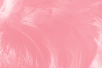 Fototapeta premium Beautiful light pink feather pattern texture background