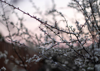 colorful tree branches