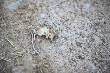 little frozen dead mouse on a dirt road