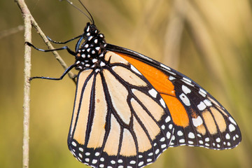 Wonderer Butterfly also known as Danaus plexippus.
