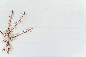 cherry blossom spring background, white wood