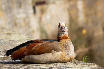 Egyptian Goose sitting on a wall and looking straight at the camera, Alopochen aegyptiaca or Nilgans