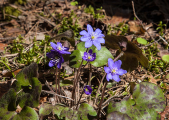 The first flowers of the forest