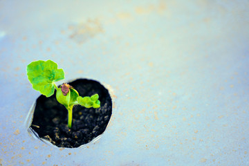 watermelon plant sprouting at field