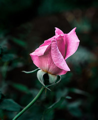 a young rosebud in dark foliage