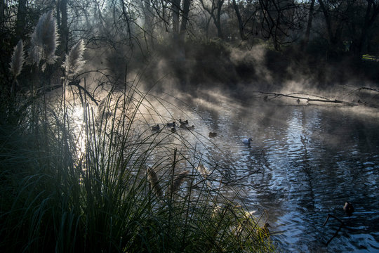 Patos en la niebla