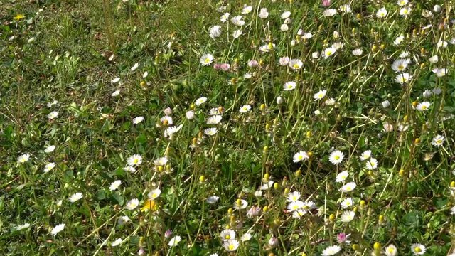 champs de p&acirc;querettes et marguerites bougeant dans le vent en Provence au printemps