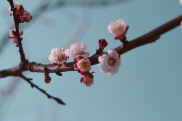 sprig of cherry blossoms close-up