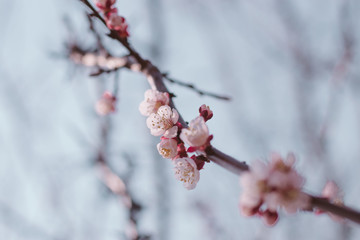 sprig of  white apricot blossoms close-up with blur 