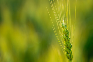 indian agriculture, wheat field india.
