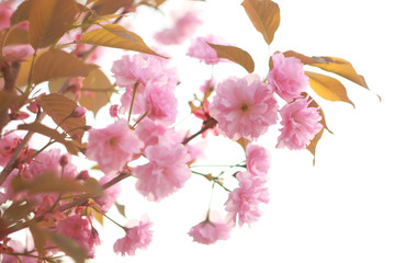 Branch of a blossoming sakura in the spring.