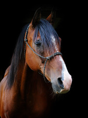Beautiful Horse Head Shot