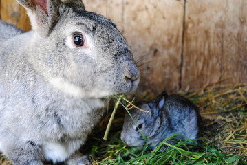 Little gray rabbit with mother rabbit