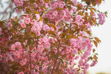 Branch of a blossoming sakura in the spring.
