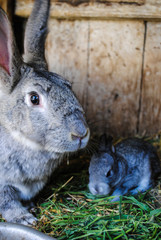 Little gray rabbit with mother rabbit