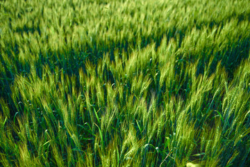 indian agriculture, wheat field india.