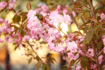 Obraz na płótnie Canvas Branch of a blossoming sakura in the spring.