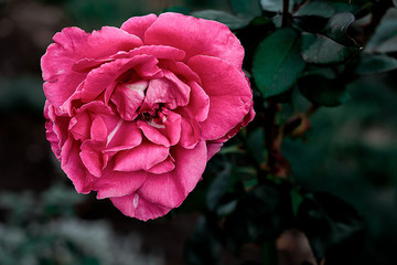 a rose in full bloom in the shade of trees and dark leaves