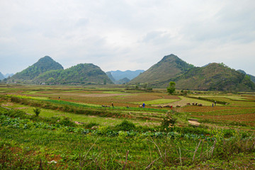 Fototapeta na wymiar Village shepherd pasture the cattle in the green field near the mountains.