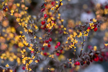 yellow flowers and red berry on a bush