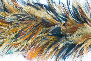 Beautiful feather texture pattern background