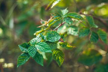 green leaves of a tree