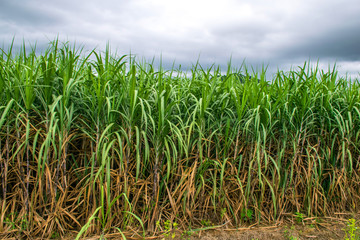 sugarcane plantation with blue sky