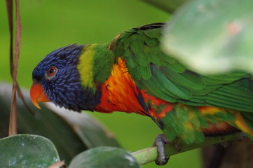 rainbow parrot