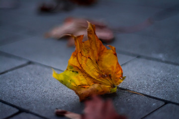 autumn leaves on the ground