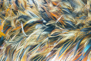 Beautiful brown feather texture pattern background