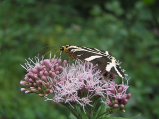 Butterfly #4