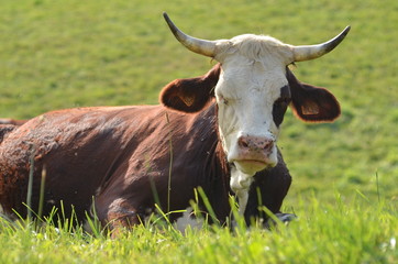 Vache