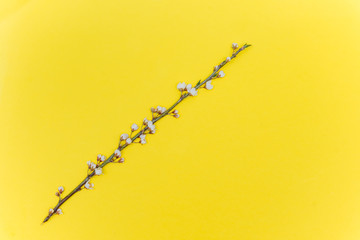 Branch of white flowers on yellow background Spring floral mock up. Minimalistic Spring background with copy space. Flat lay.