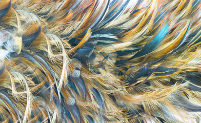 Beautiful  feather texture pattern background