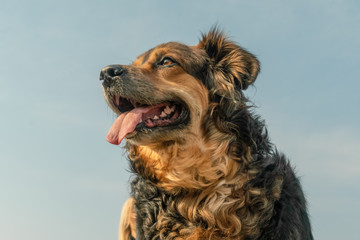 Portrait of a German shepherd with his tongue hanging out against a blue sky
