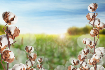 Beautiful fluffy cotton flowers and blurred view of field on background, space for text - obrazy, fototapety, plakaty