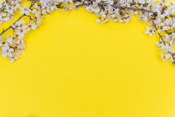 Frame from sprigs of the apricot tree with flowers on yellow background. Place for text. The concept of spring came, mother's day, 8 march. Top view. Flat lay Hello march, april, may