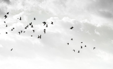 Flying Birds in the sky